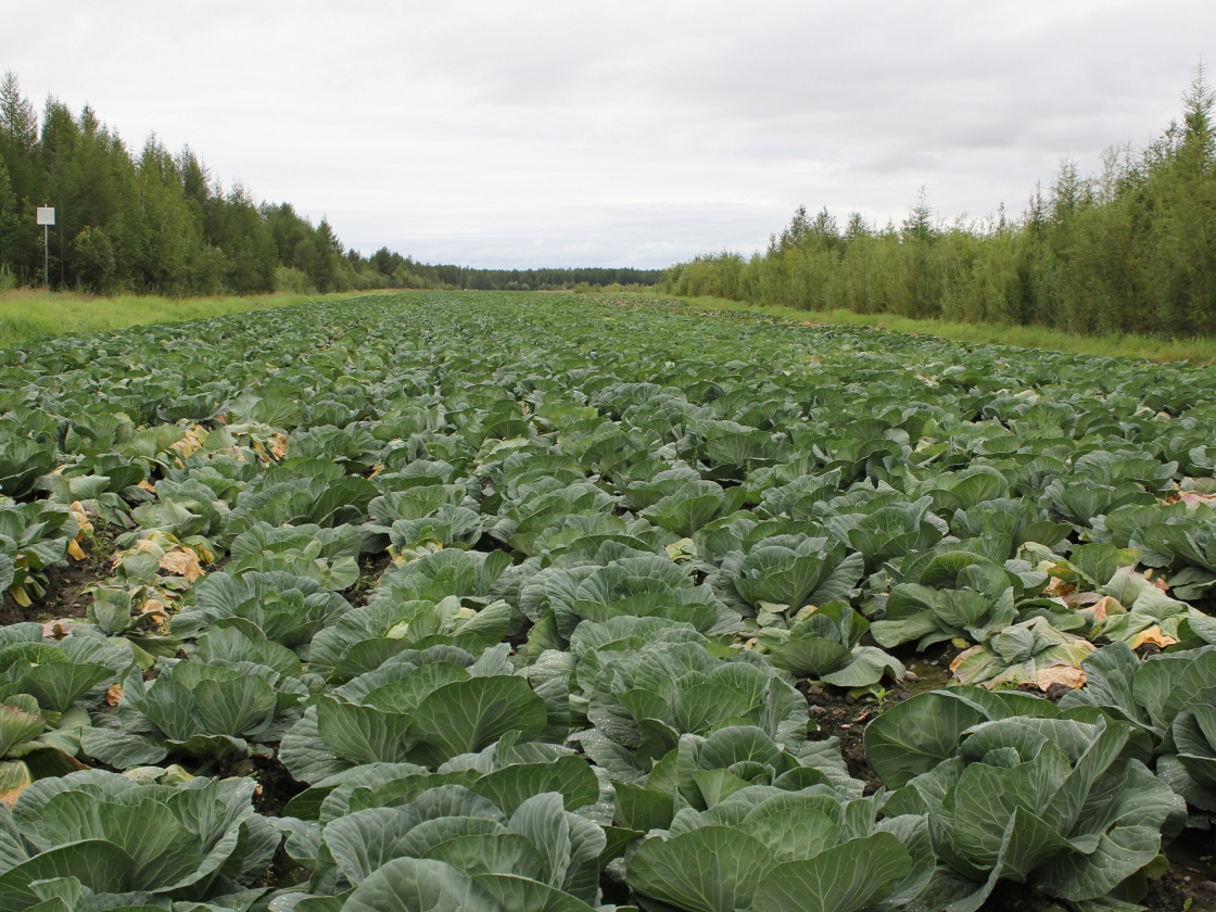 В Правительстве Российской Федерации утвердили программу развития сельского хозяйства в Магаданской области